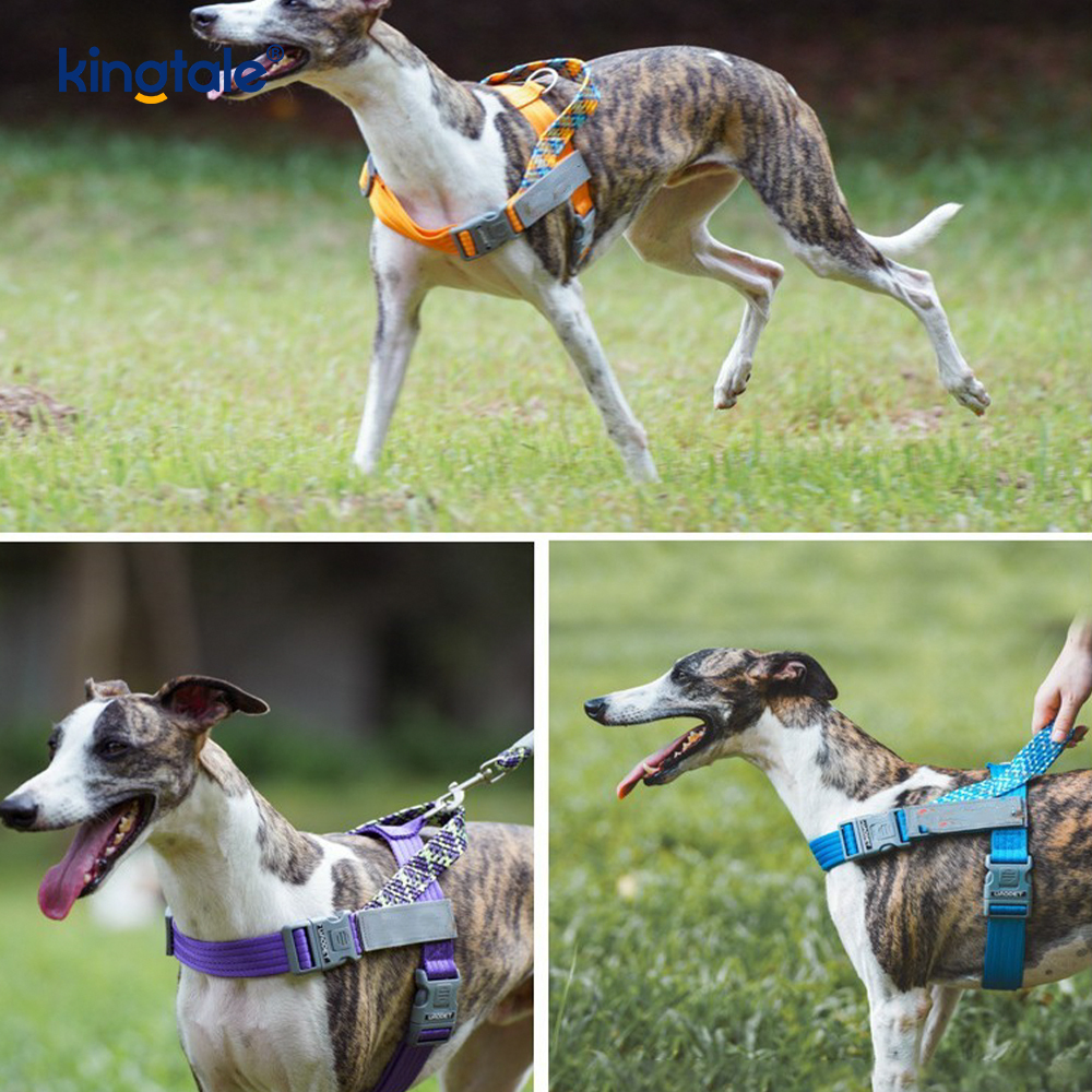Developed Braid Nylon Webbing Highlight Reflective Dog Iunge