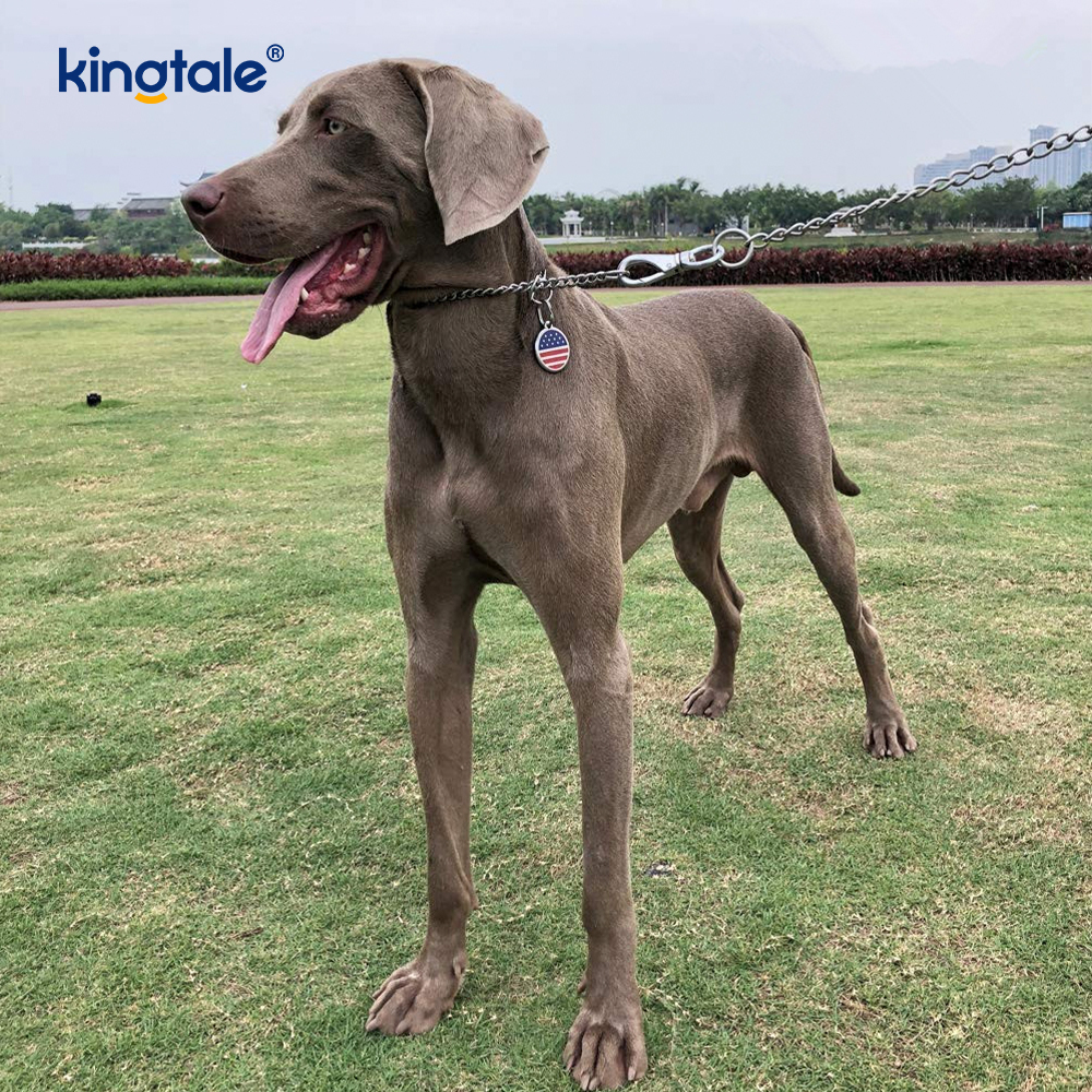 Metal Training Dog Choke Collar Slip P Chain Gravis Chain For Dogs