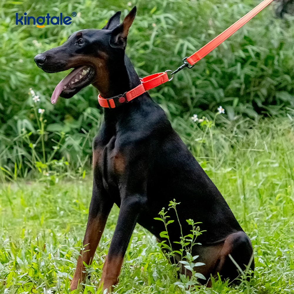 No Pull Reflective Novifacta Nylon Martingale Dog Collar For S M A L L Dogs