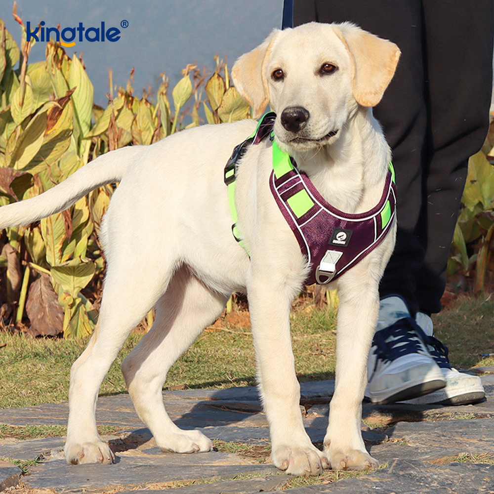 Nylon Rivet Reflective Novifacta Breathable Lusum Dog Pet lunge
