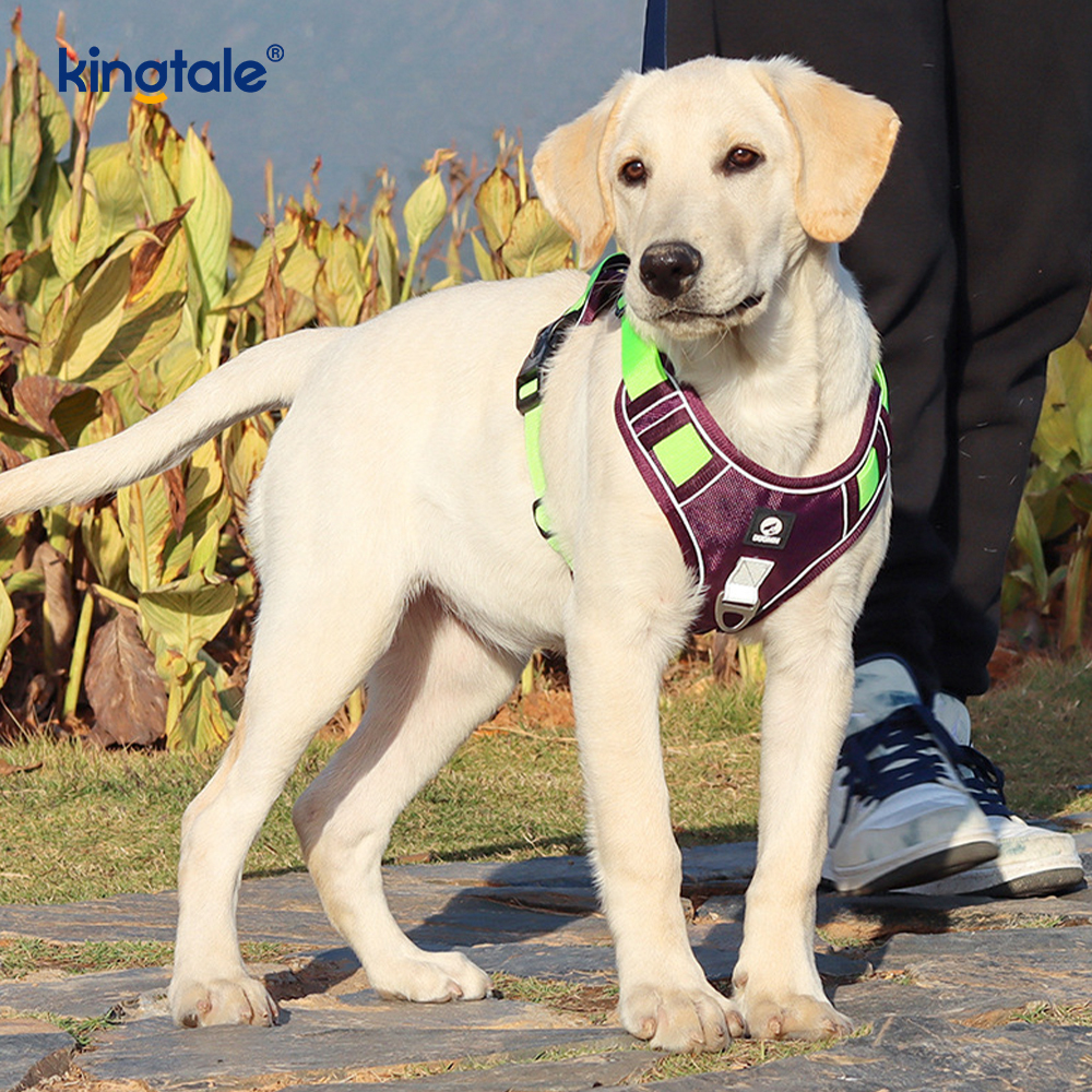 Nylon Rivet Reflective Novifacta Breathable Summum iungite canis Leash