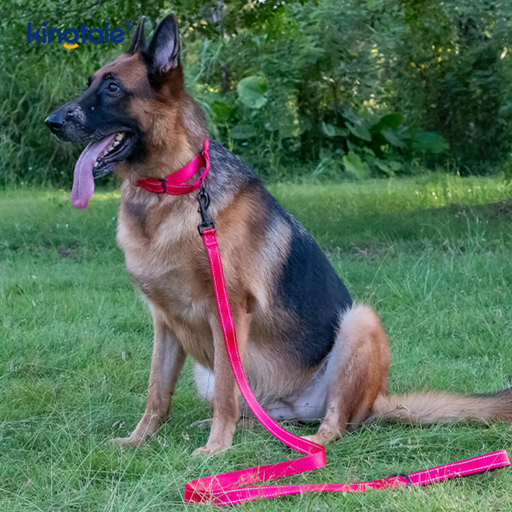 Quick Release No Pull Reflective Novifacta Nylon Martingale Dog Collarem