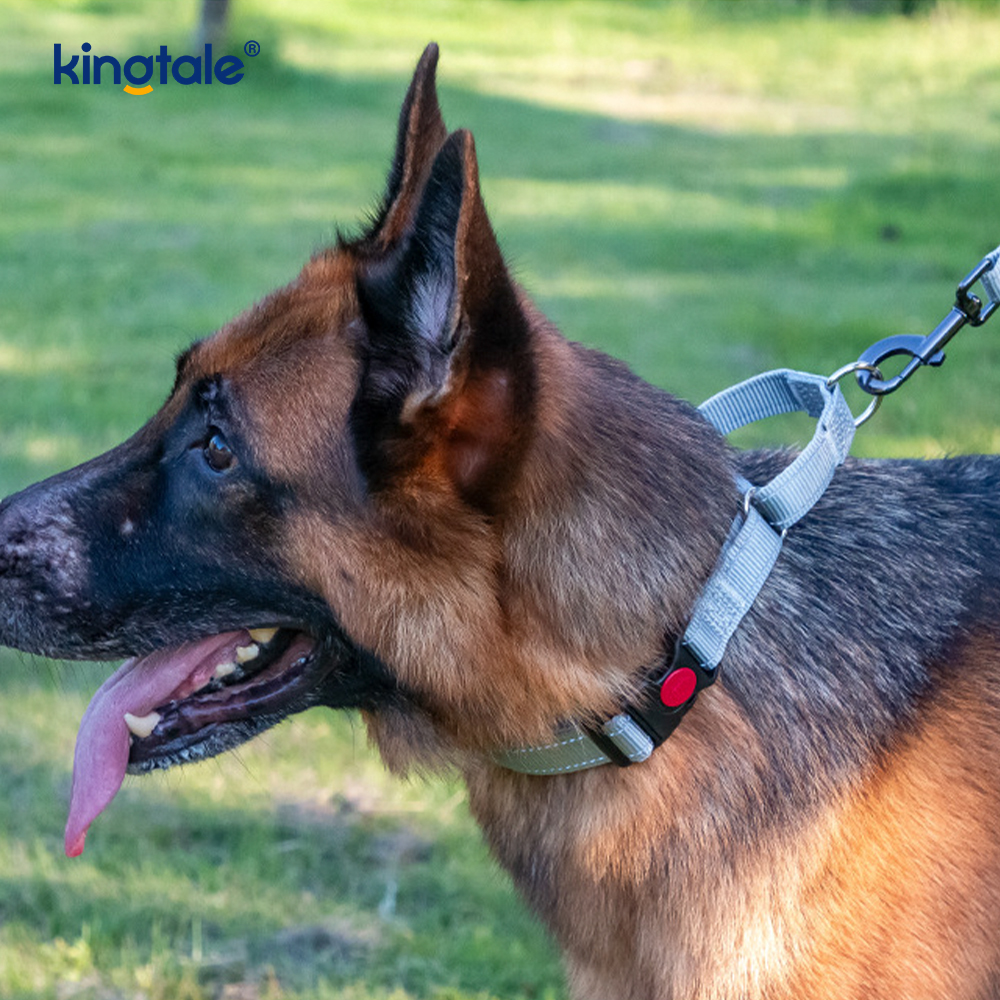 Quick Release No Pull Reflective Novifacta Nylon Martingale Dog Collarem