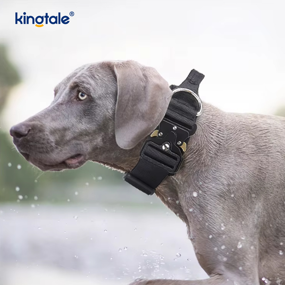 Lorem Nylon non excute canis Collarem Leash iungite cum Imperium